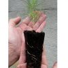 Caja de 50 Bandejas de Germinación de 18 cavidades forestales Bandejas para germinación Vivir para sembrar